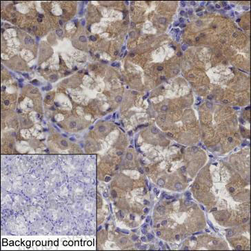 Валидация AntibodySystem RHB96503