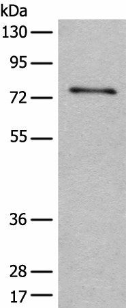 Валидация Elabscience E-AB-17906