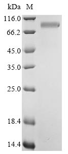 SDS-PAGE