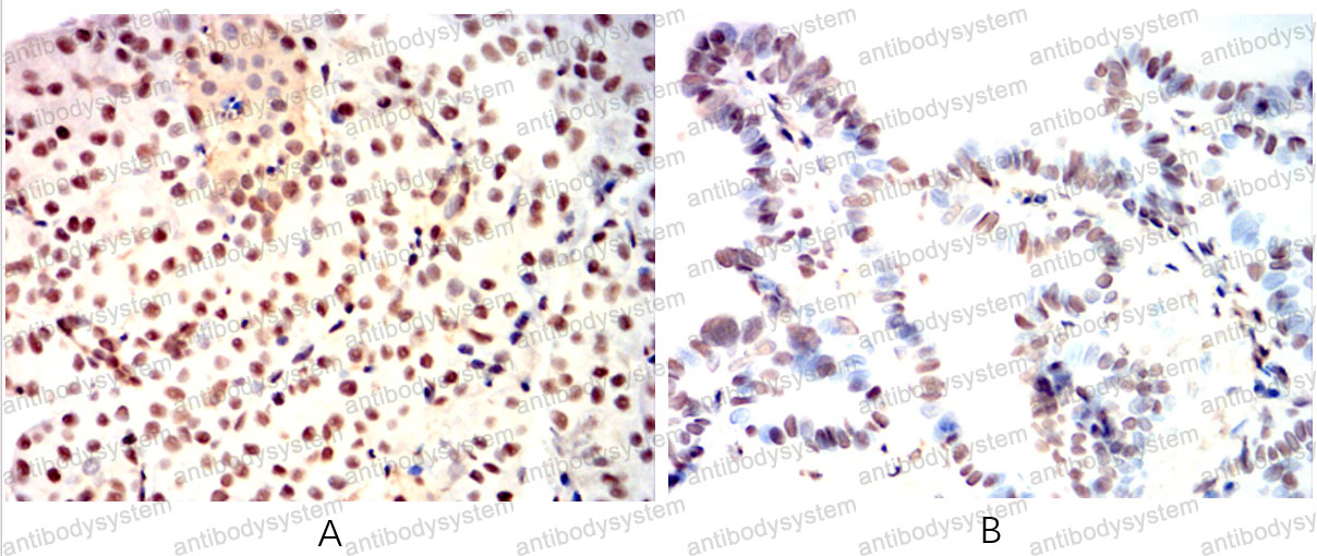 Валидация AntibodySystem RHC09001