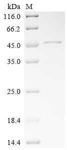SDS-PAGE