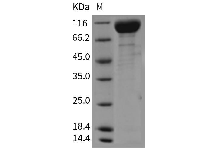 Валидация Elabscience PKSM040397(4397)