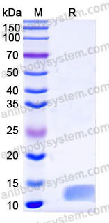 EHC79102, SDS-PAGE