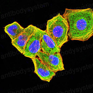 Валидация IF - AntibodySystem RHC15902 (294)