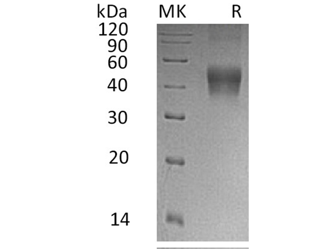 Валидация Elabscience PKSH033365(3696)
