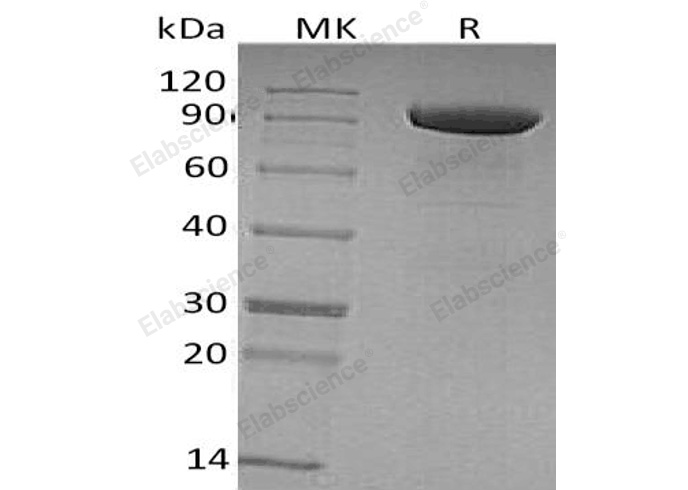 Валидация Elabscience PKSH033171(3524)