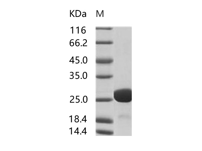 Валидация Elabscience PKSV030193(5970)