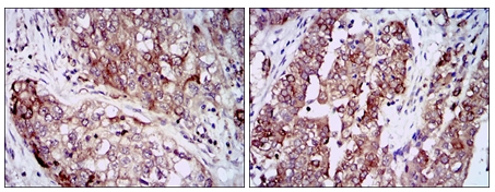 Валидация AssayVector ARM1081(230)