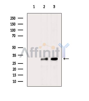 Валидация Affinity DF15357 - 11661