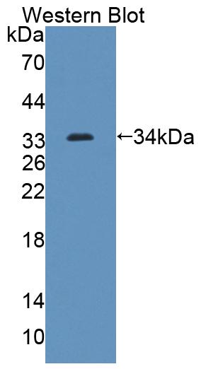 59512