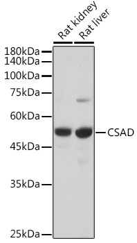 Валидация Elabscience E-AB-90699