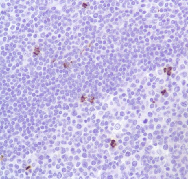 Валидация AssayVector ARM1276(724)