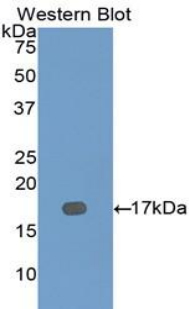 41037