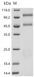 SDS-PAGE