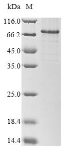 SDS-PAGE