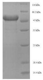 SDS-PAGE