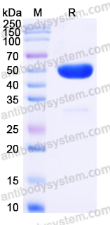 EHP21201, SDS-PAGE