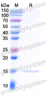 Валидация SDS-PAGE - AntibodySystem RXX00917