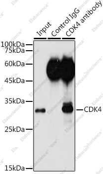 Иммунопреципитация и вестерн-блоттинг, CDK4, клетки HeLa