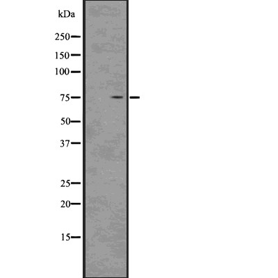 Валидация Affinity DF3017 - 13752