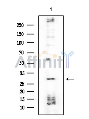 Валидация Affinity DF2655 - 13348