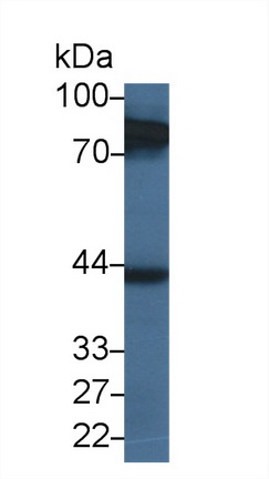 9552