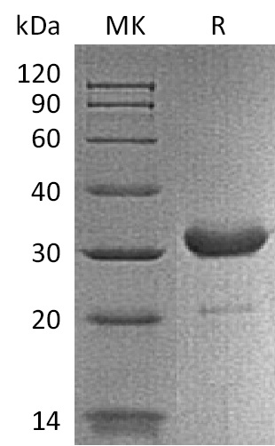 Валидация Elabscience PKSM041329(5224)