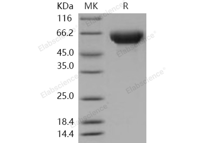 Валидация Elabscience PKSH031144(1918)