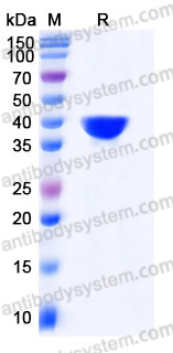 EHE21901, SDS-PAGE