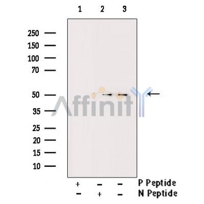Валидация Affinity AF3465 - 1979