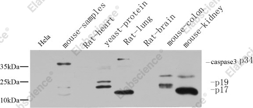 Вестерн-блоттинг, Cleaved-CASP3 p17 (D175), различные клетки
