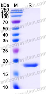 YHF14302, SDS-PAGE