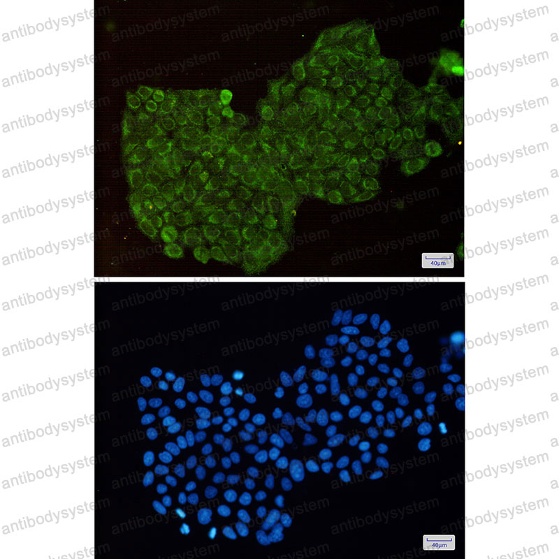 Валидация IF - AntibodySystem RHG32101
