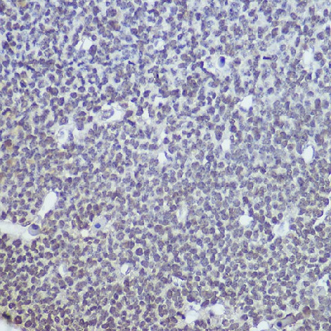 Валидация Elabscience E-AB-93259