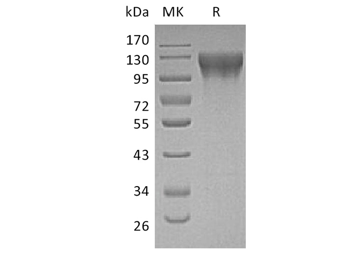 Валидация Elabscience PKSH033691(3971)
