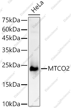 Вестерн-блоттинг, MTCO2, клетки HeLa