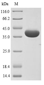SDS-PAGE