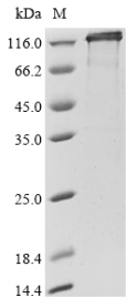 SDS-PAGE
