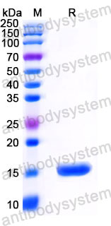 Валидация SDS-PAGE - AntibodySystem RHJ31001