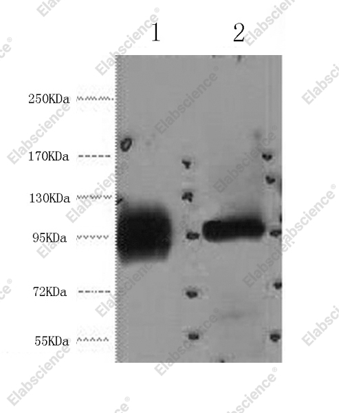 Вестерн-блоттинг, ABCB5, клетки HeLa и 293T