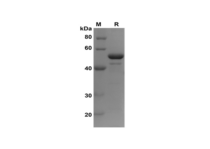 Валидация Elabscience PDEH100636(148)