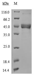 SDS-PAGE