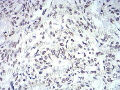 Валидация AntibodySystem RHJ19801