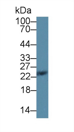 12799
