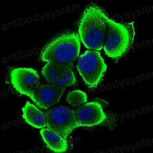 Валидация IF - AntibodySystem RHC17301