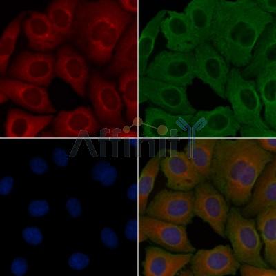 Валидация Affinity DF3937 - 15130