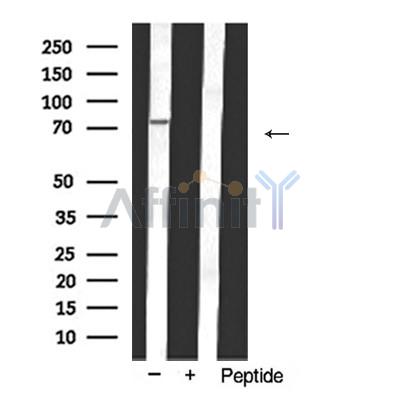 Валидация Affinity AF5331 - 2905