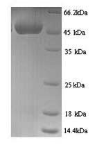 SDS-PAGE