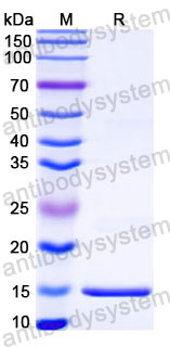 Валидация SDS-PAGE - AntibodySystem RVV21602