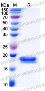 EHC16801, SDS-PAGE